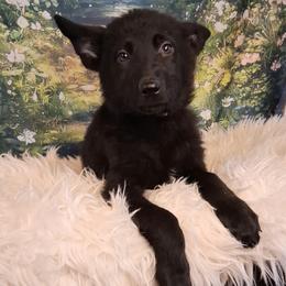Lt Pink - Black female German Shepherd puppy in Holden, Missouri from Shiloh's Shepherds & Ridgebacks