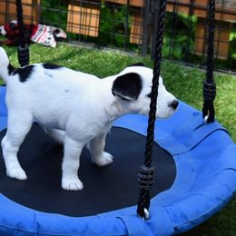 Jack Russell Terrier and Labrador Retriever Puppies from Julsby Labradors and Jack Russell Terriers