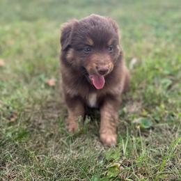 Laramie - Red tri female Miniature Australian Shepherd puppy in New London, Minnesota from Broken T Australian Shepherds