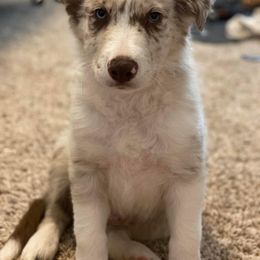 Border Collie Puppies from SoCal Border Collies