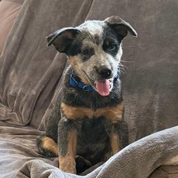 Rooster - Blue speckled male Australian Cattle Dog puppy in Greenville, California from Adcock Ranch Cattle Dogs