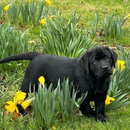 Labrador Retriever Puppies from Skyline Hill Labradors
