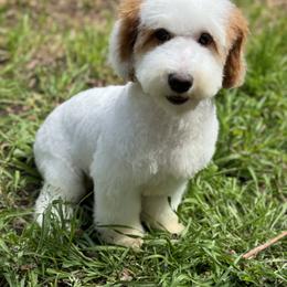 Coco - Poodle
