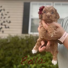 Bella - Buff female Cockapoo puppy in Mocksville, North Carolina from Little Bear Doodles