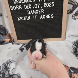 Dancer - Black female Border Collie puppy in Chariton, Iowa from Kickin It Acres BCs