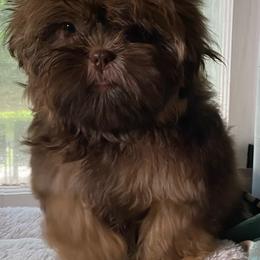 Maple 2200 - Chocolate and tan female Shih Tzu puppy in Cullman, Alabama from Divine Hill Farm