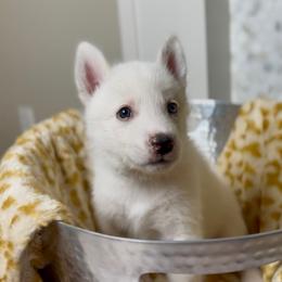 Siberian Husky Puppies from Snowy Siberians