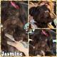 Jazzy