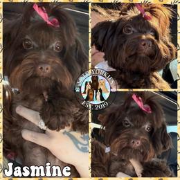 Jazzy - Yorkshire Terrier
