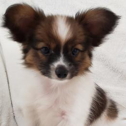 Papillon Puppies from Penny Willow Papillons