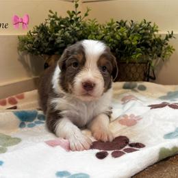 Flame - Red tri-color female Australian Shepherd puppy in Murrayville, Georgia from Mountain Ridge Aussies