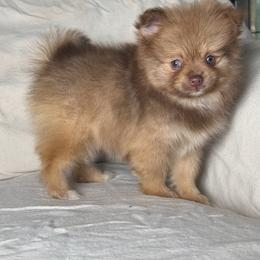 Buttercup - Chocolate sable female Pomeranian puppy in Hughes Springs, Texas from Hughes Springs Tx Poms