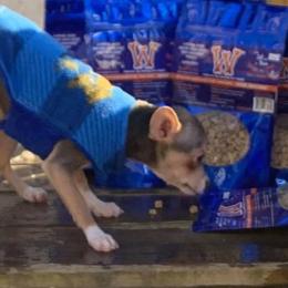 Chihuahuas from For The Love of Chi