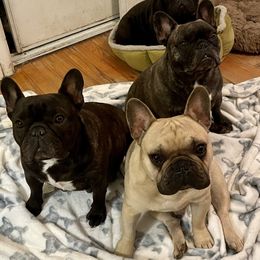 French Bulldog Puppies from Couronne's French Bulldogs