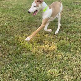 Italian Greyhound Puppies from Iggies of Azalea