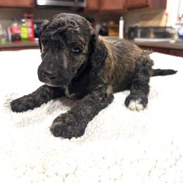 Hero - Brindle male Poodle puppy in Denton, Maryland from Cajun Girl Kennels