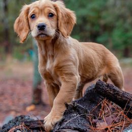 English Cocker Spaniels from Foxrun Gundogs