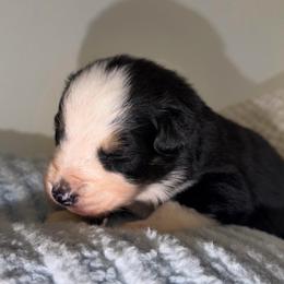 Joy - Black tri-color female Australian Shepherd puppy in Anniston, Alabama from All Hale Aussies