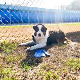 Australian Shepherd Puppies from Underworld Australian Shepherds