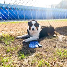 Australian Shepherd Puppies from Underworld Australian Shepherds