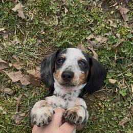 Buckwheat - Piebald male Dachshund puppy in Crossville, Tennessee from Golden Mini Farm