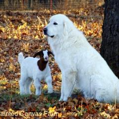 Chuck Norris - Colorado Mountain Dog