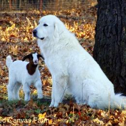 Chuck Norris - Colorado Mountain Dog