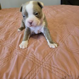 Girl 2 - Silver female Pug puppy in Auburn, Kentucky from Prentice Family Pugs, Bugs & Corgis