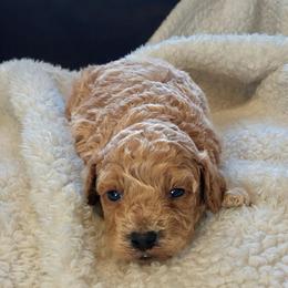 Flynn - Red male Cockapoo puppy in Utica, Ohio from Poodle Me Crazy