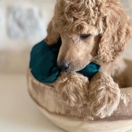 Bernedoodle, Goldendoodle, and Poodle Puppies from Central Valley Canine Companions