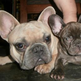 French Bulldog Puppies from Undeniabull French Bulldogs
