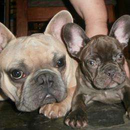 French Bulldog Puppies from Undeniabull French Bulldogs