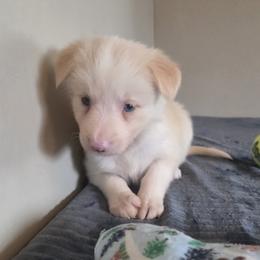 Sophie - Gold female Border Collie puppy in Gary, Indiana from Lake Ridge Border Collies