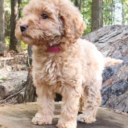 Pink - Cream female Labradoodle puppy in Lexington Park, Maryland from SUNNY SIDE DOODLES