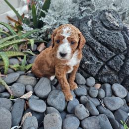 Rusty - Red  male Poodle puppy in Daytona Beach, Florida from Beach Doodles