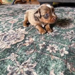 Rowan - Red merle male Miniature Australian Shepherd puppy in Ellendale, North Dakota from Ark Acres Kennels