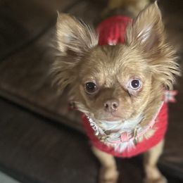 Chihuahuas from Luxe Paradise House of Chi
