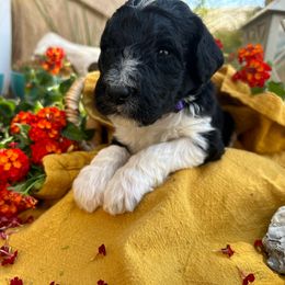 Labradoodle Puppies from California Poppy Doodles