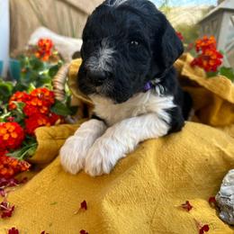 Labradoodle Puppies from California Poppy Doodles