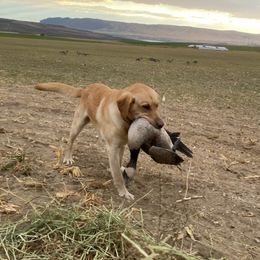 Labrador Retrievers from Heather Perate's Labrador Retrievers
