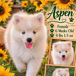 Aspen - 1900 - Wolf sable female Pomsky puppy in Spring Hill, Florida from www.PuppyTimeEmporium.com