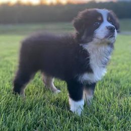 Australian Shepherds from Coosa Valley Australian Shepherds