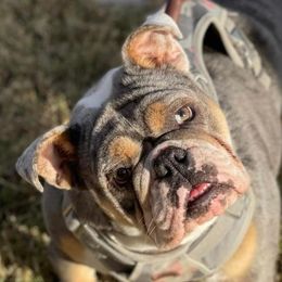 Bulldogs from Jessica's Bulldogs
