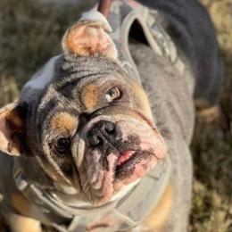 Bulldogs from Jessica's Bulldogs