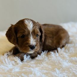 Hunter - Red male Cavapoo puppy in Malad City, Idaho from FreckledCowgirlPuppies