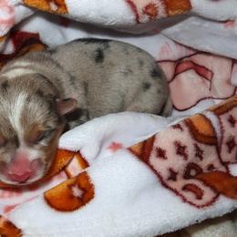 Dottie - Red merle and white female American Corgi puppy in Kennewick, Washington from Corgis of Tricities