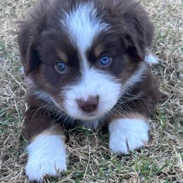 Lucas - Red & white male Australian Shepherd puppy in Wylie, Texas from Wylie Mini Aussies