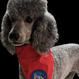 Poodle puppies from Tamarack Therapy Dogs