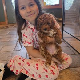 Bernedoodle, Goldendoodle, and Poodle Puppies from 4goldendoodles