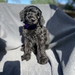 Oliver - Black male Schnoodle puppy in Pleasanton, Texas from Gooch Canines (Giant Schnoodles)